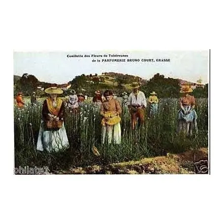 Top Qualité Carte postale 06 - Cueillettes des fleurs a la parfumerie Bruno-Court
