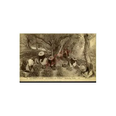 Carte postale 06 - LA COTE D'AZUR - LA CUEILLETTE DES VIOLETTES Bon Marché