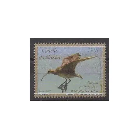 Bon Plan Polynésie - 2025 - Le courlis d'Alaska - Oiseaux