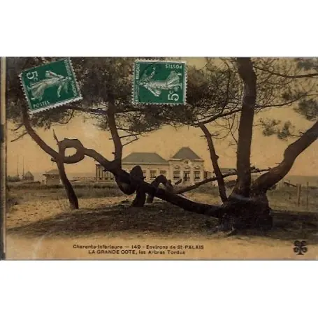 Carte postale 17 - Environs de St-Palais - la grande cote - les arbres tordus - Voyage - D... Usine Directe