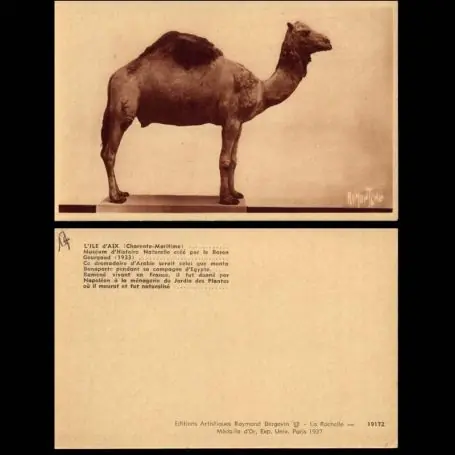 Remise Carte postale 17 - L'Ile d'Aix - Dromadaire du musee d'histoire naturelle