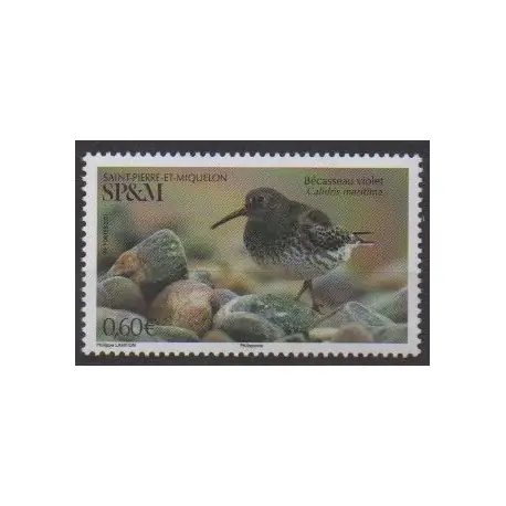 Affaire À Saisir Saint-Pierre et Miquelon - 2021 - No 1253 - Oiseaux - Bécasseau violet